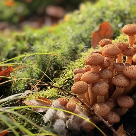 4summer Palm Tree Perlowa Przystan Parking, 650m Do Plazy, 650 Meter Zum Apartmán Kolobřeh