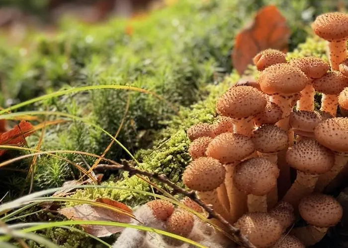 4summer Palm Tree Perlowa Przystan Parking, 650m Do Plazy, 650 Meter Zum Lägenhet Kołobrzeg